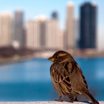 Chicago Monthly Real Estate Market Update