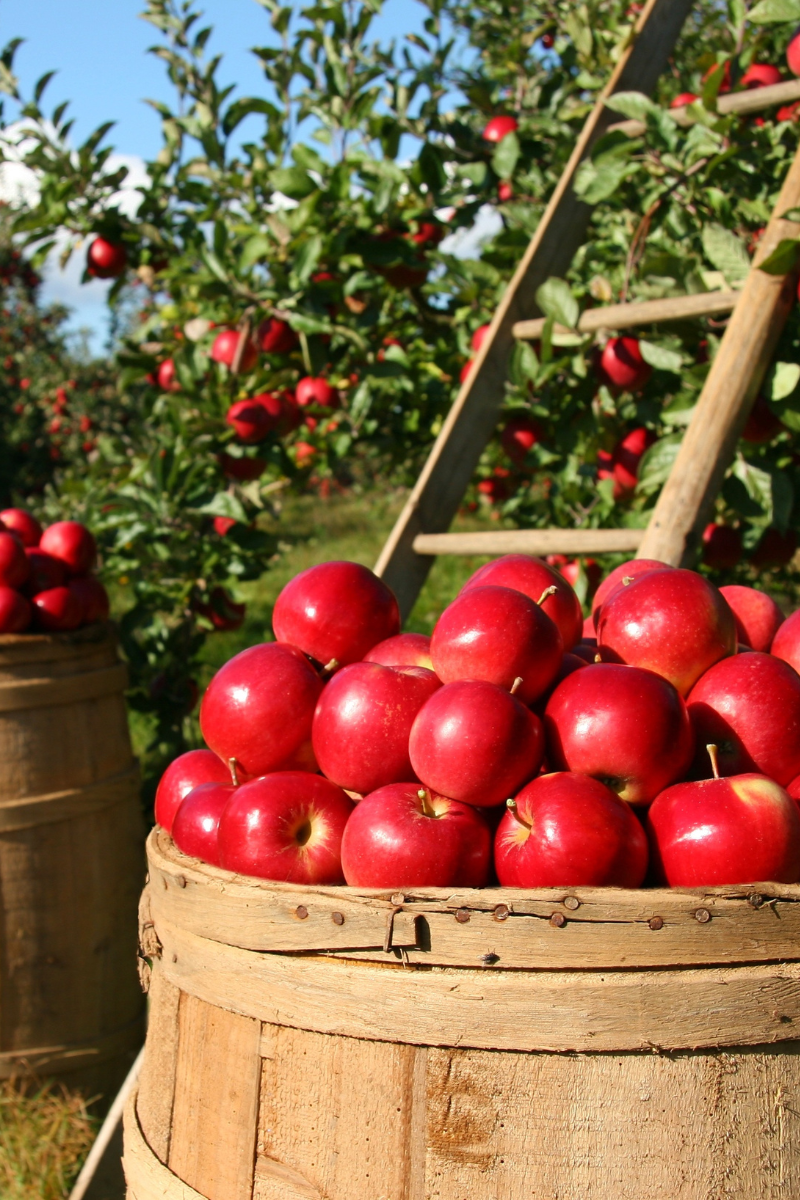 apple picking near Chicago