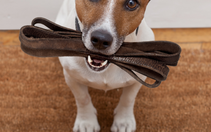 Jack Russell with leash in mouth