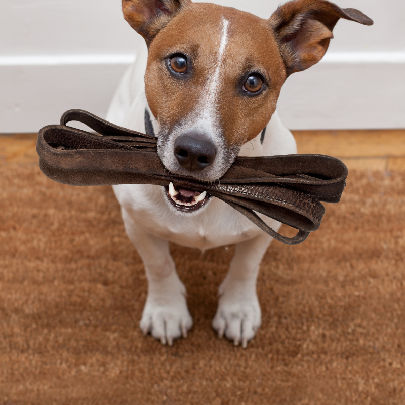 Jack Russell with leash in mouth