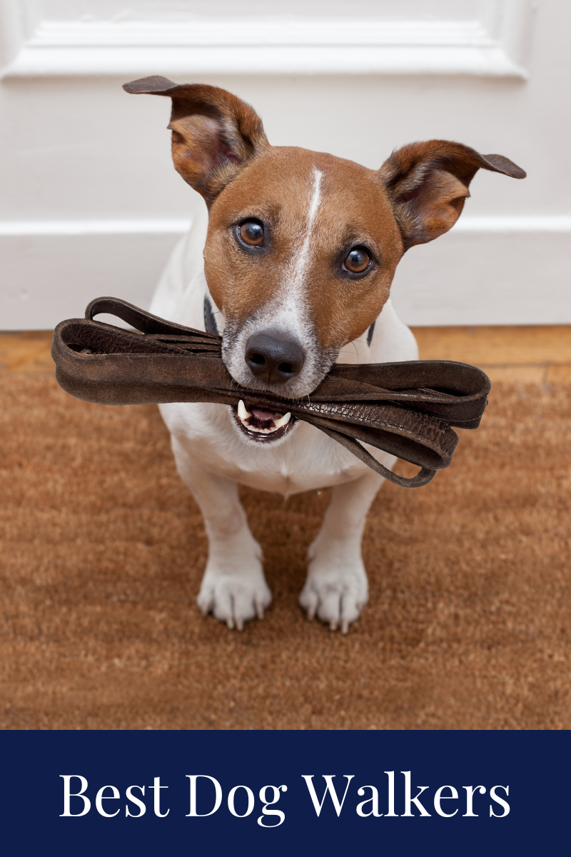 Jack Russell with leash in mouth